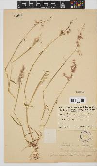 Melinis repens image