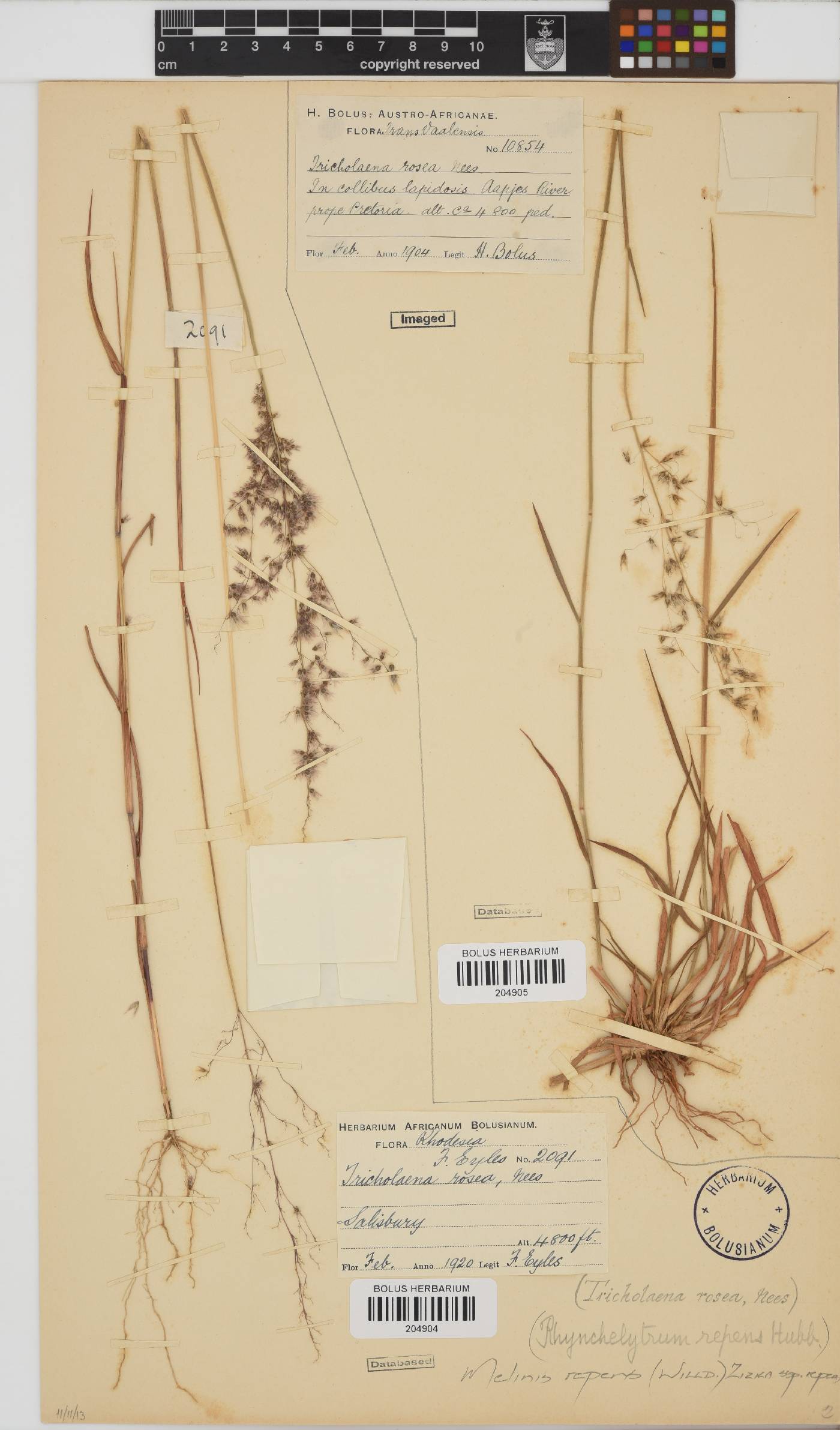Melinis repens subsp. repens image