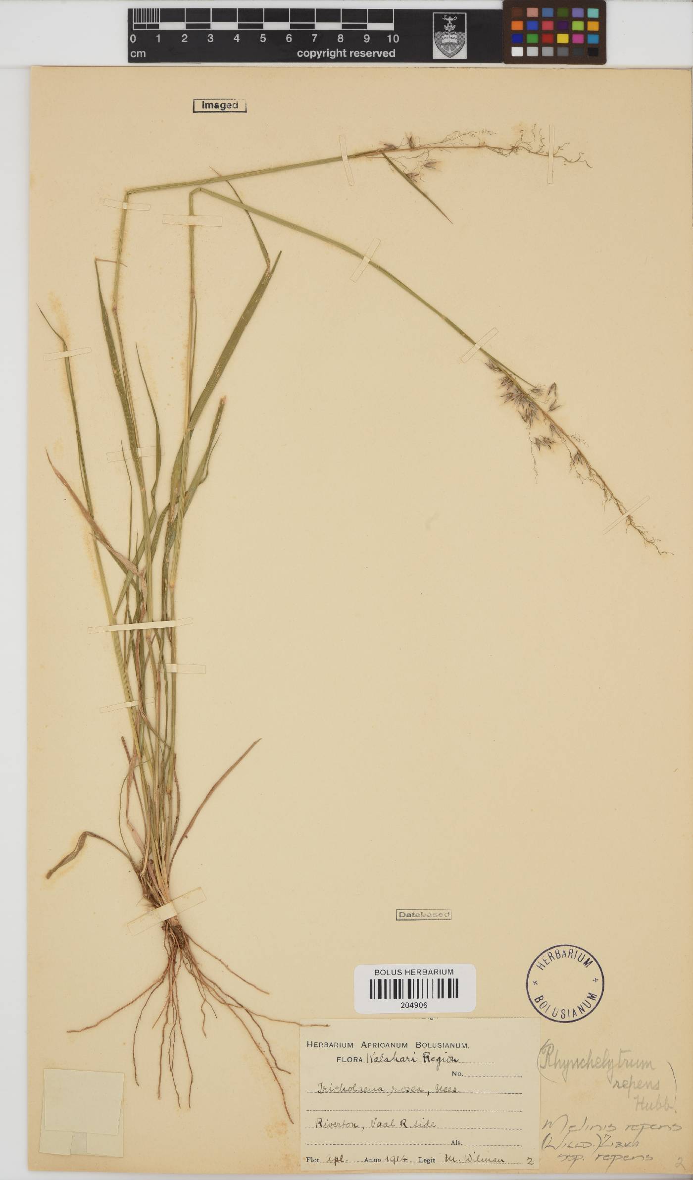 Melinis repens subsp. repens image