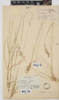 Melinis repens image