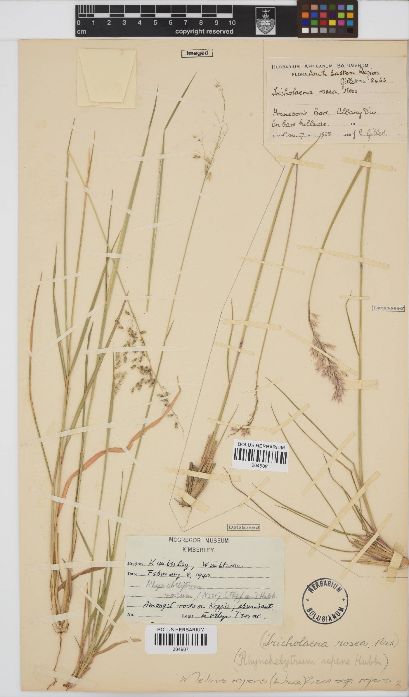 Melinis repens subsp. repens image