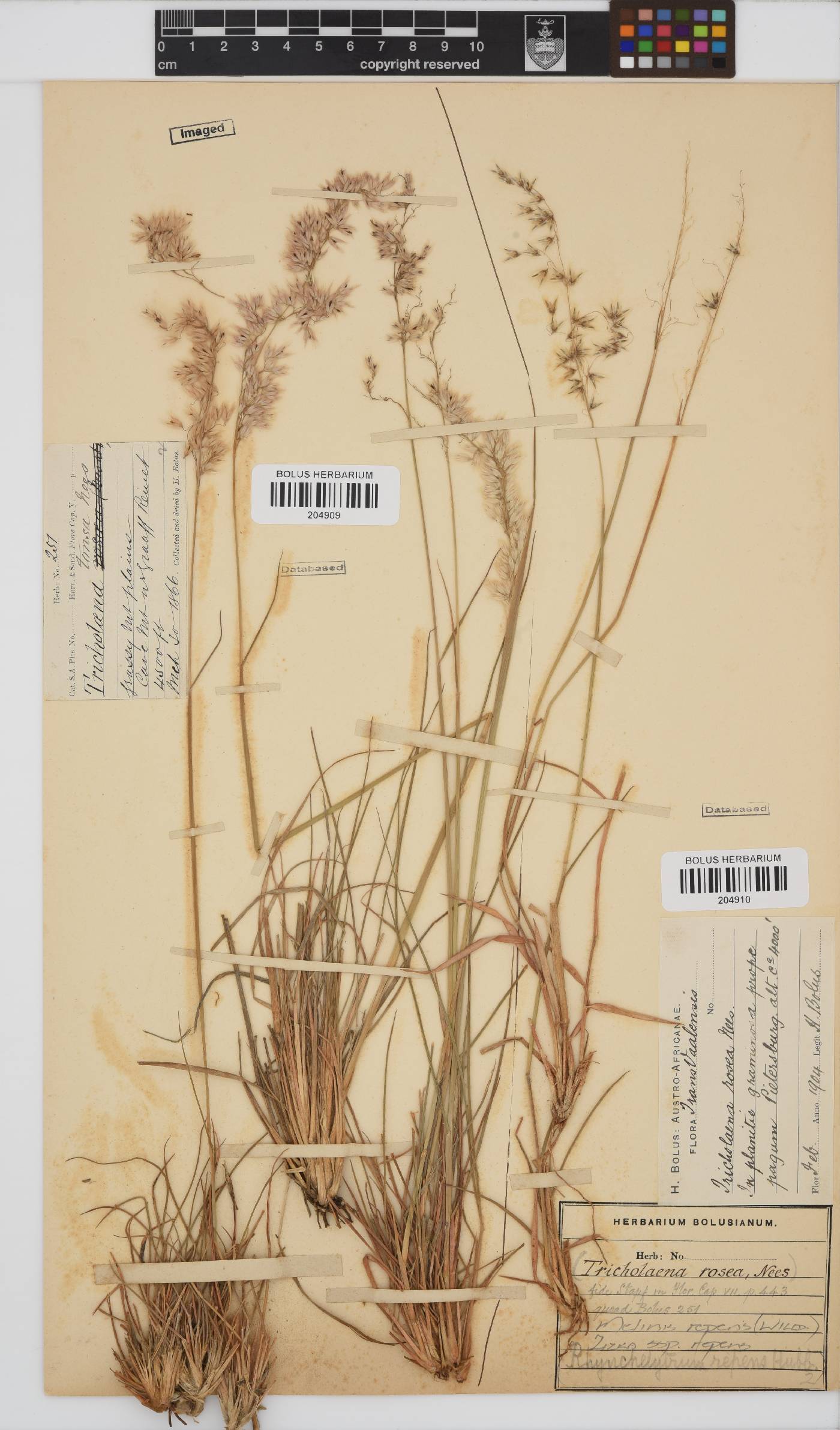 Melinis repens subsp. repens image