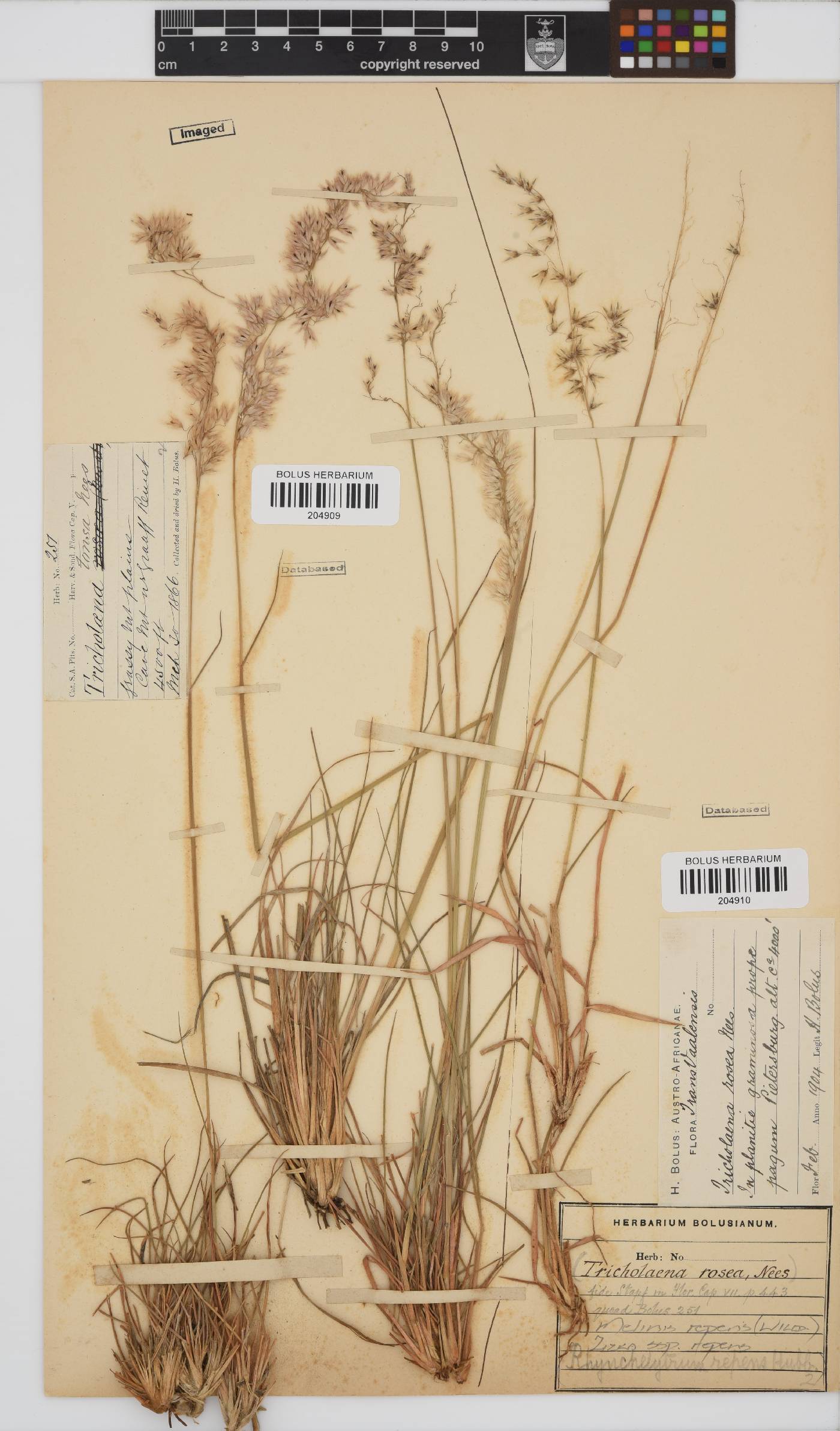 Melinis repens image