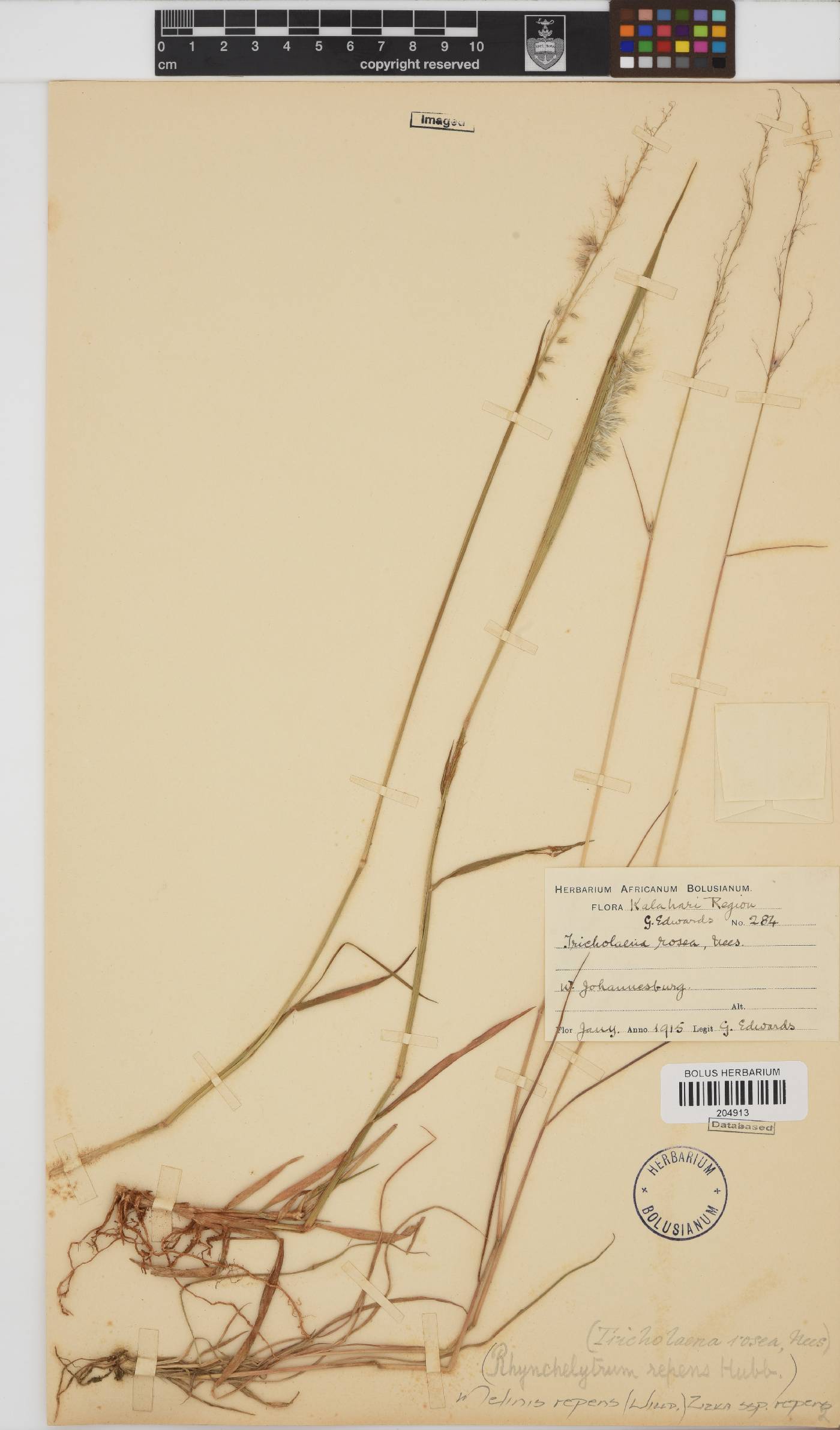 Melinis repens subsp. repens image