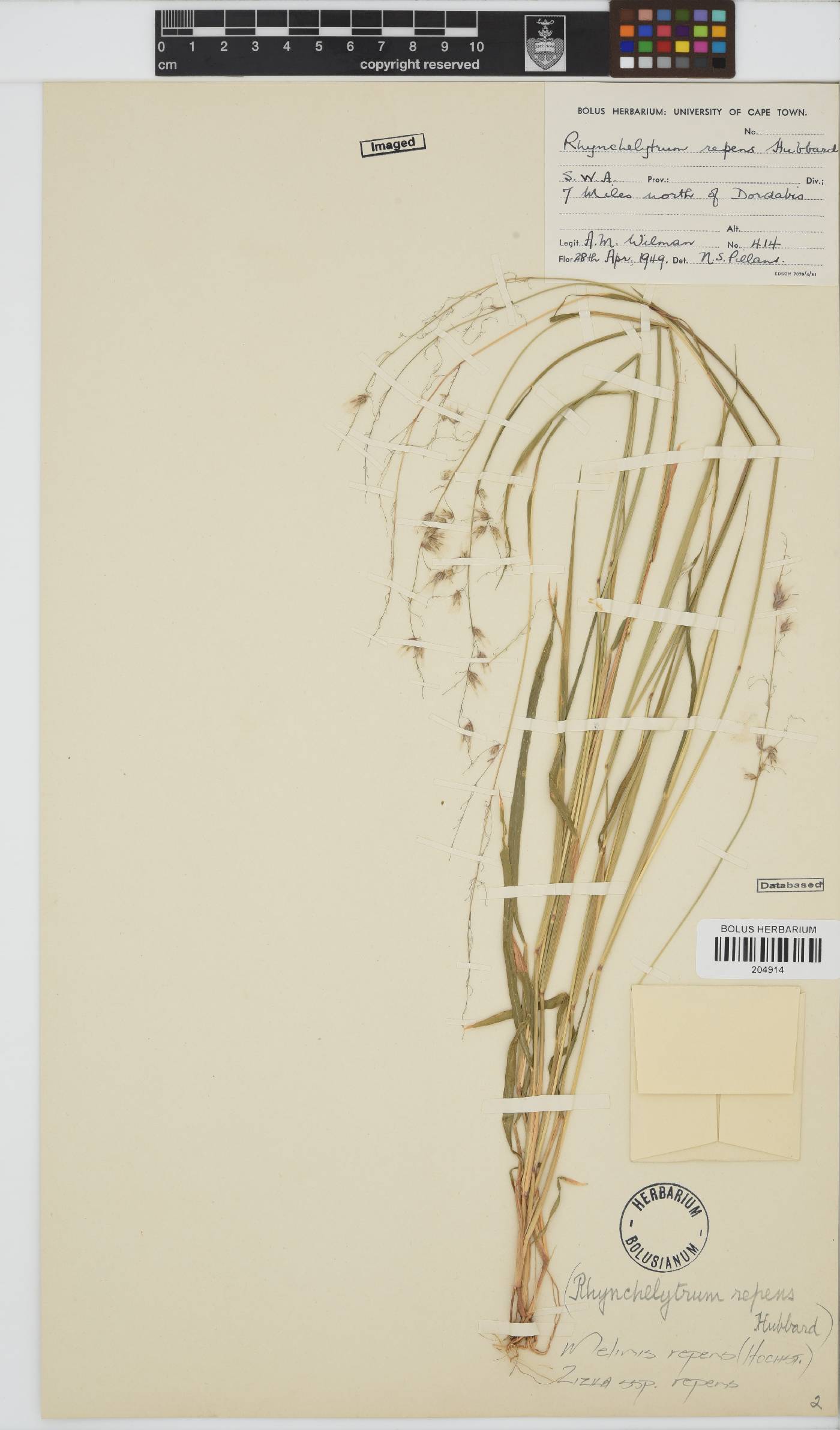 Melinis repens subsp. repens image