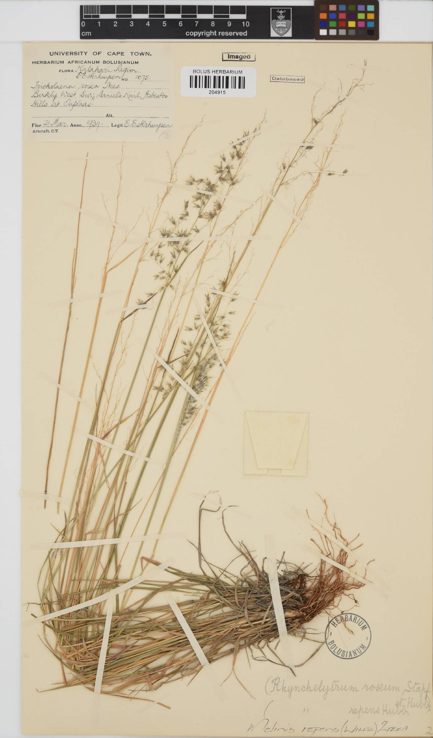 Melinis repens subsp. repens image