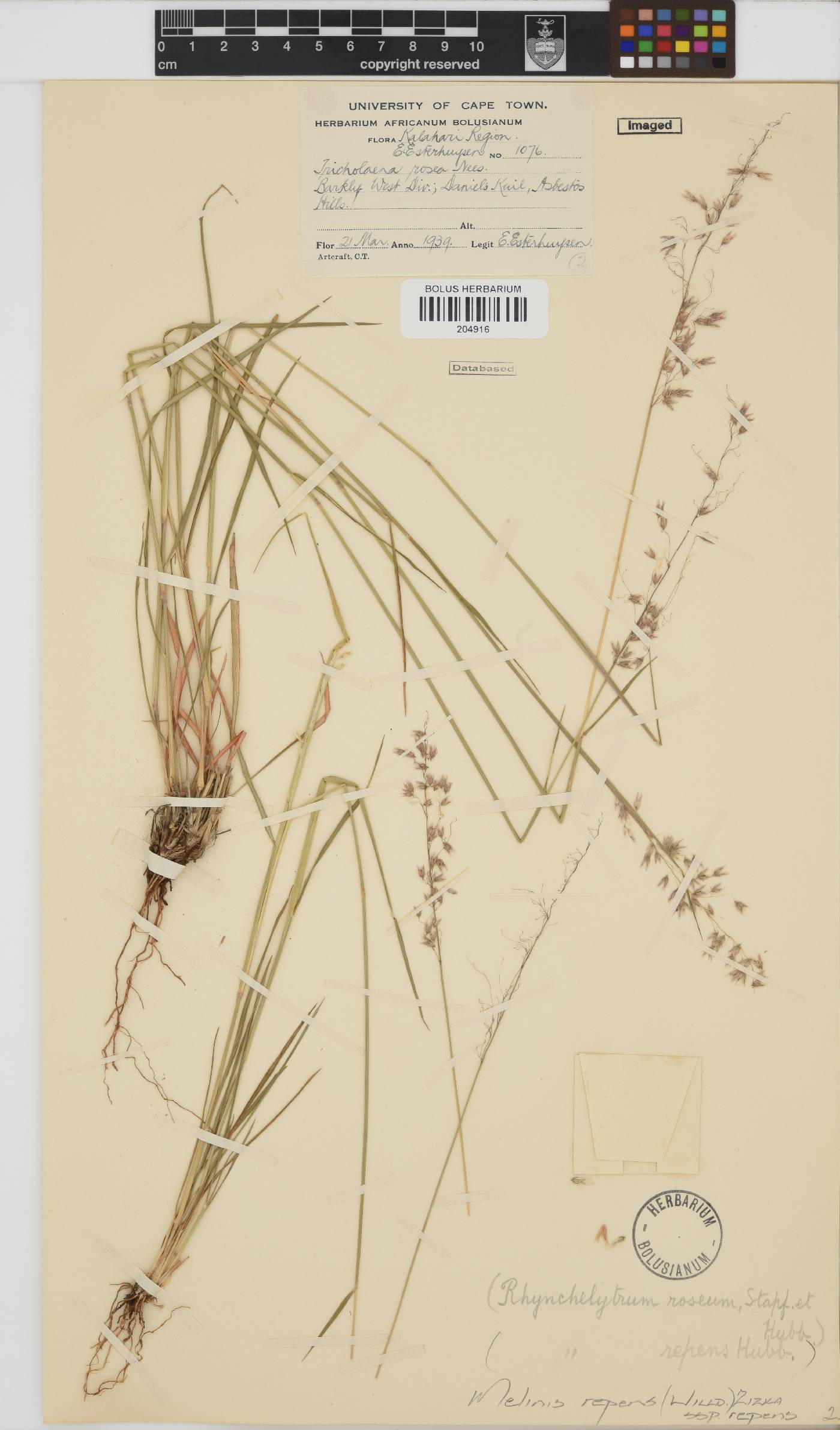Melinis repens subsp. repens image