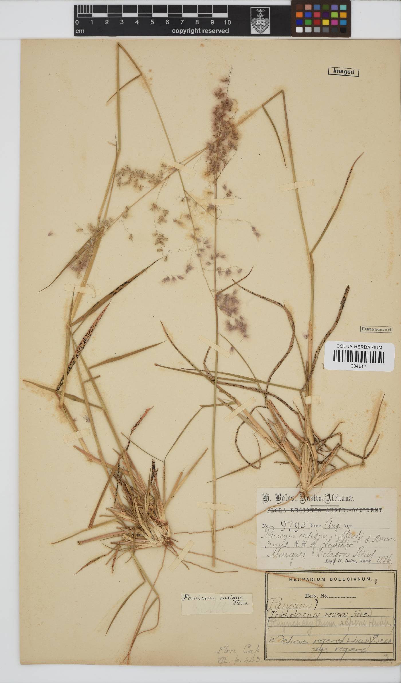 Melinis repens subsp. repens image