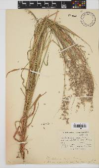 Melinis repens image