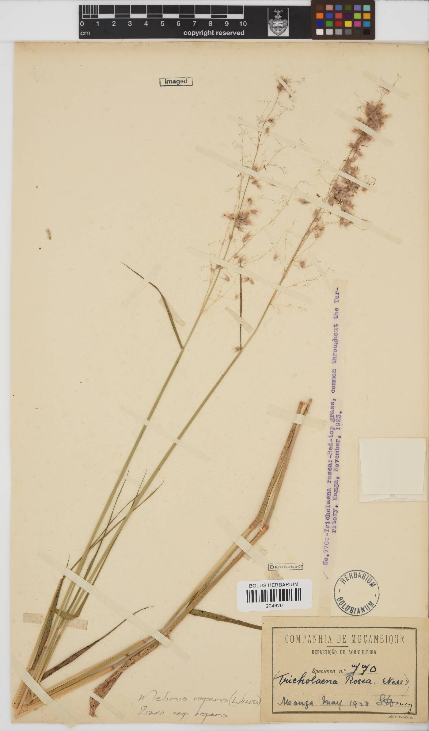 Melinis repens subsp. repens image