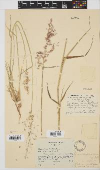 Melinis repens image