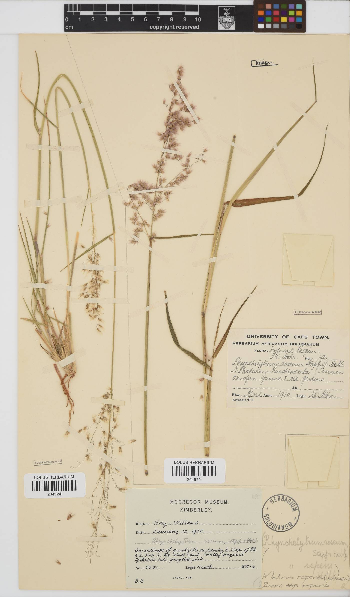 Melinis repens subsp. repens image