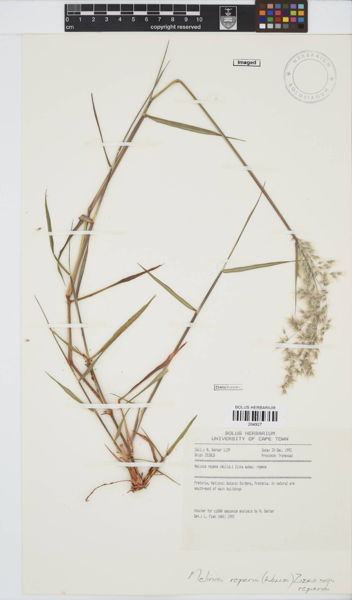 Melinis repens subsp. repens image
