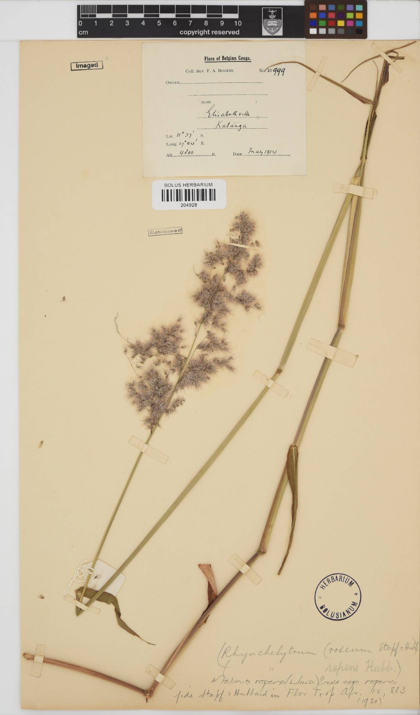 Melinis repens subsp. repens image