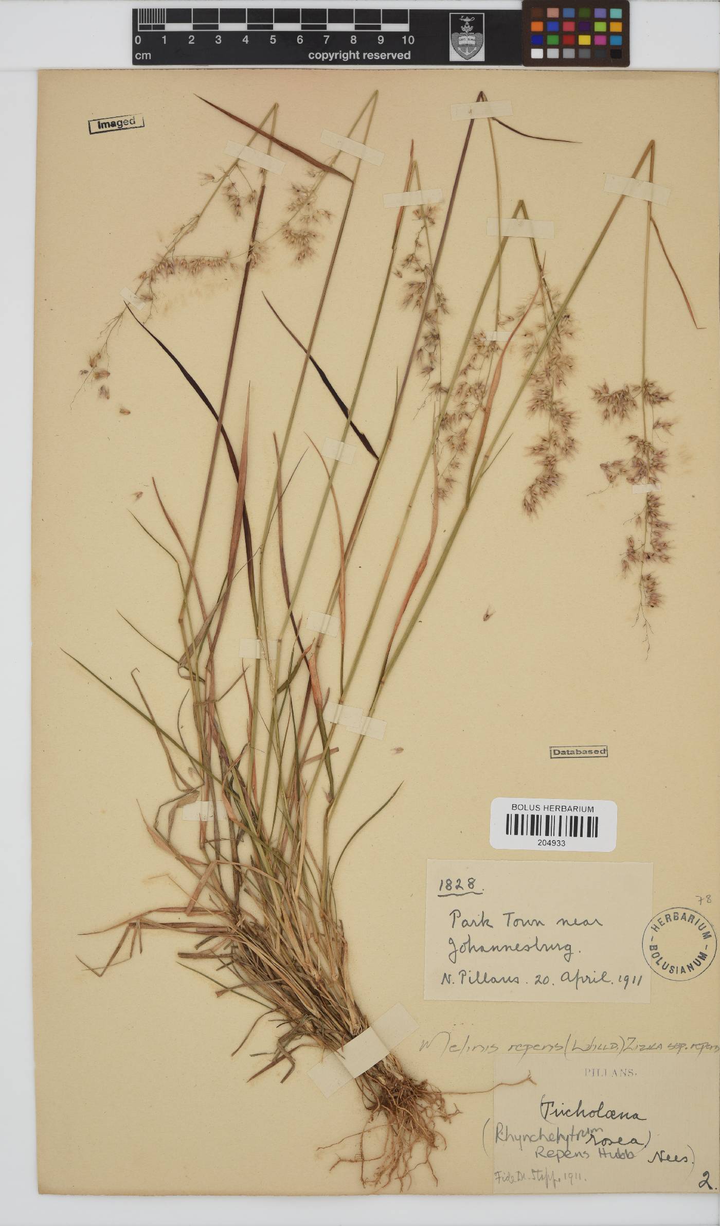 Melinis image