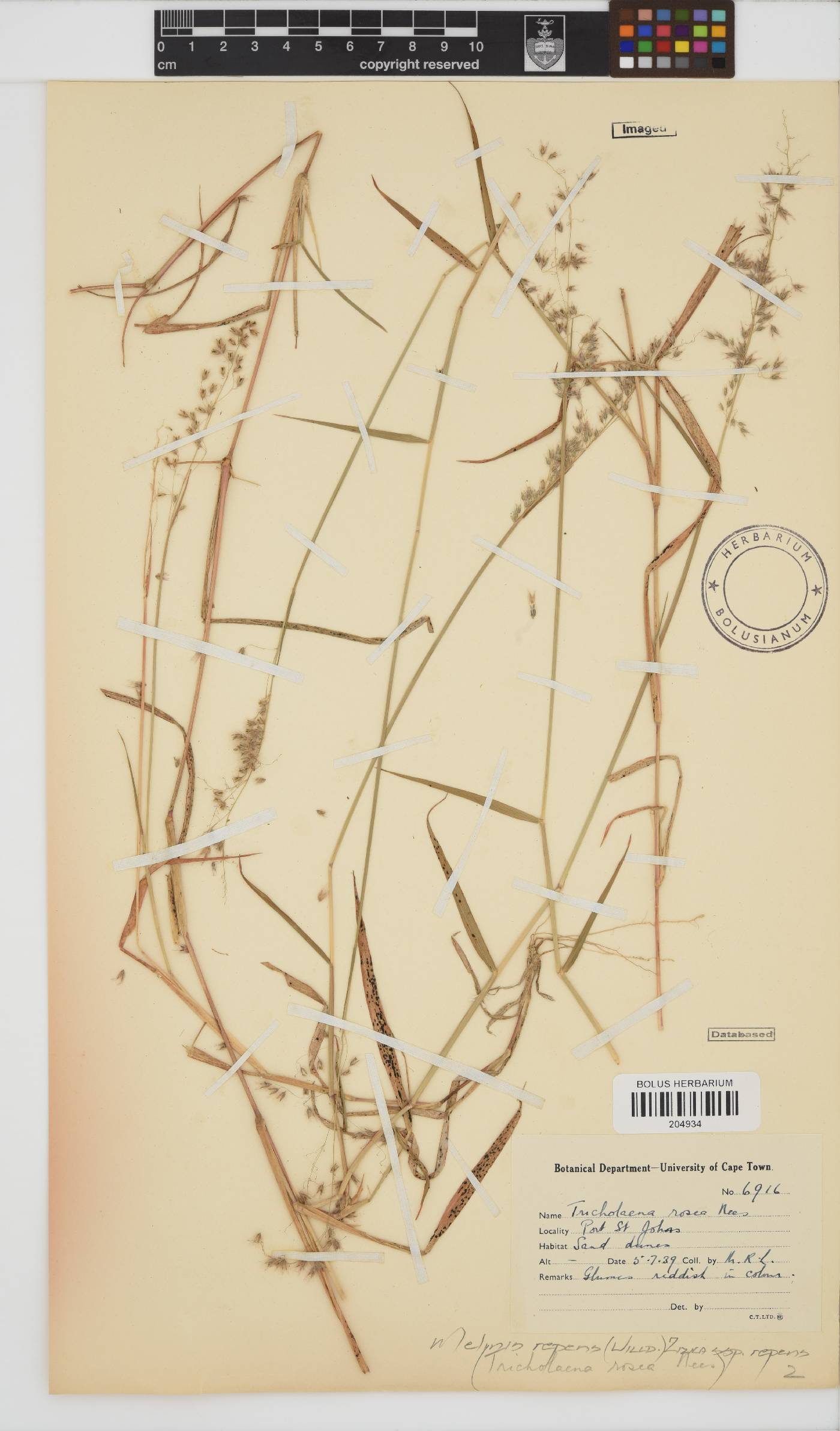 Melinis repens subsp. repens image