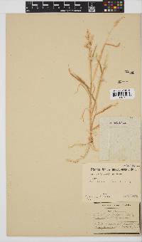 Melinis repens subsp. grandiflora image