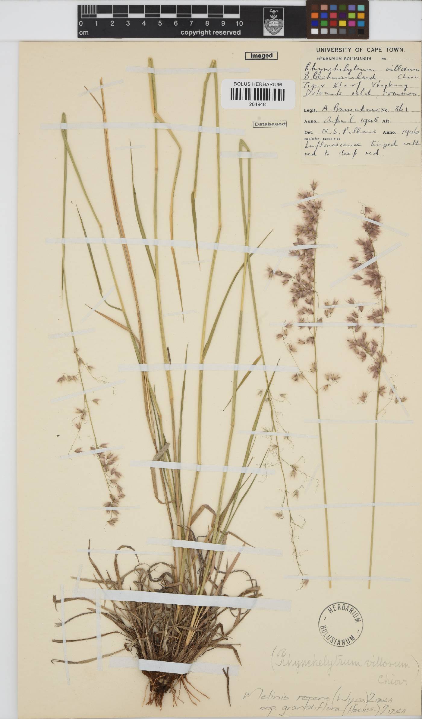 Melinis repens subsp. grandiflora image