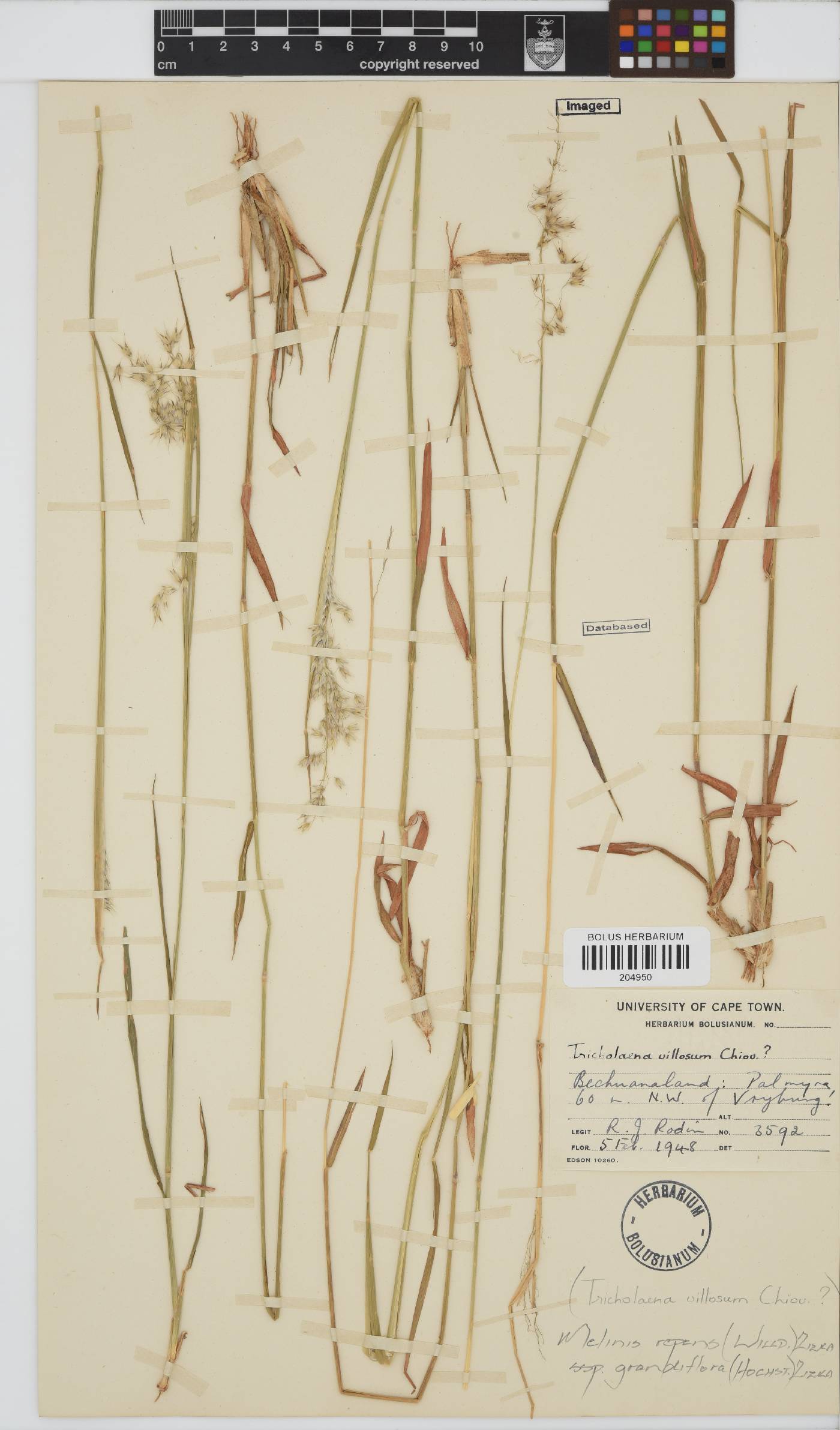 Melinis repens subsp. grandiflora image