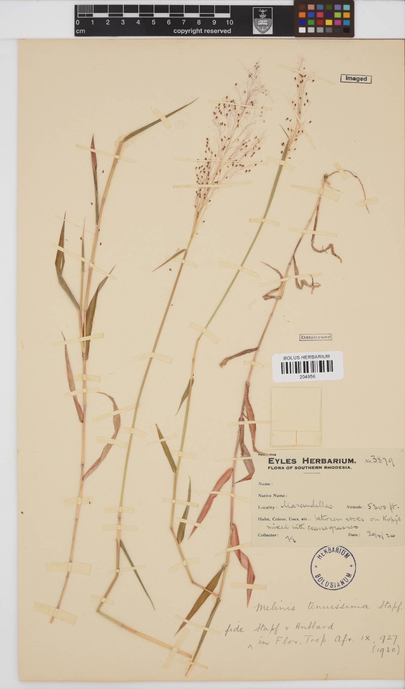 Melinis tenuissima image