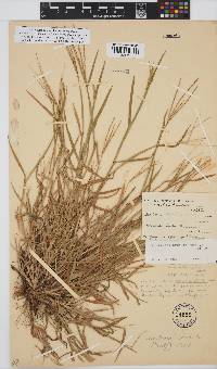 Digitaria debilis image