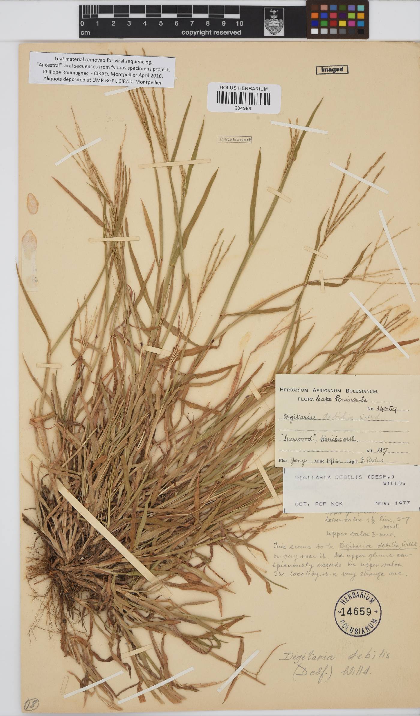 Digitaria debilis image