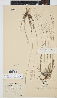 Digitaria debilis image