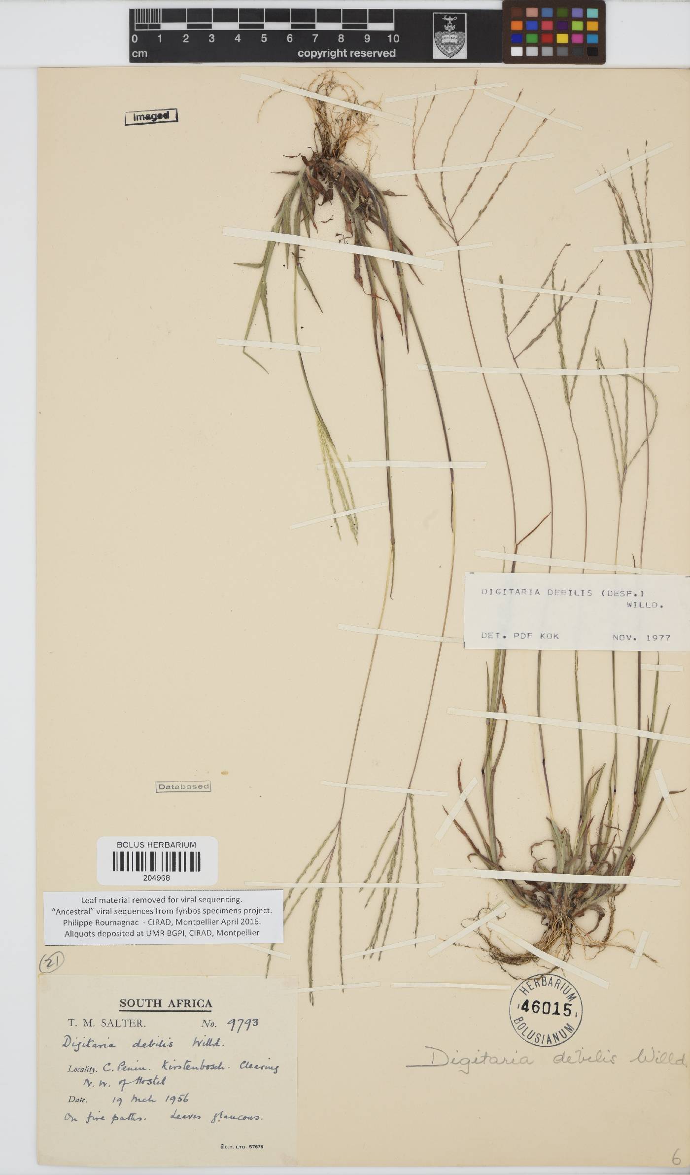 Digitaria debilis image