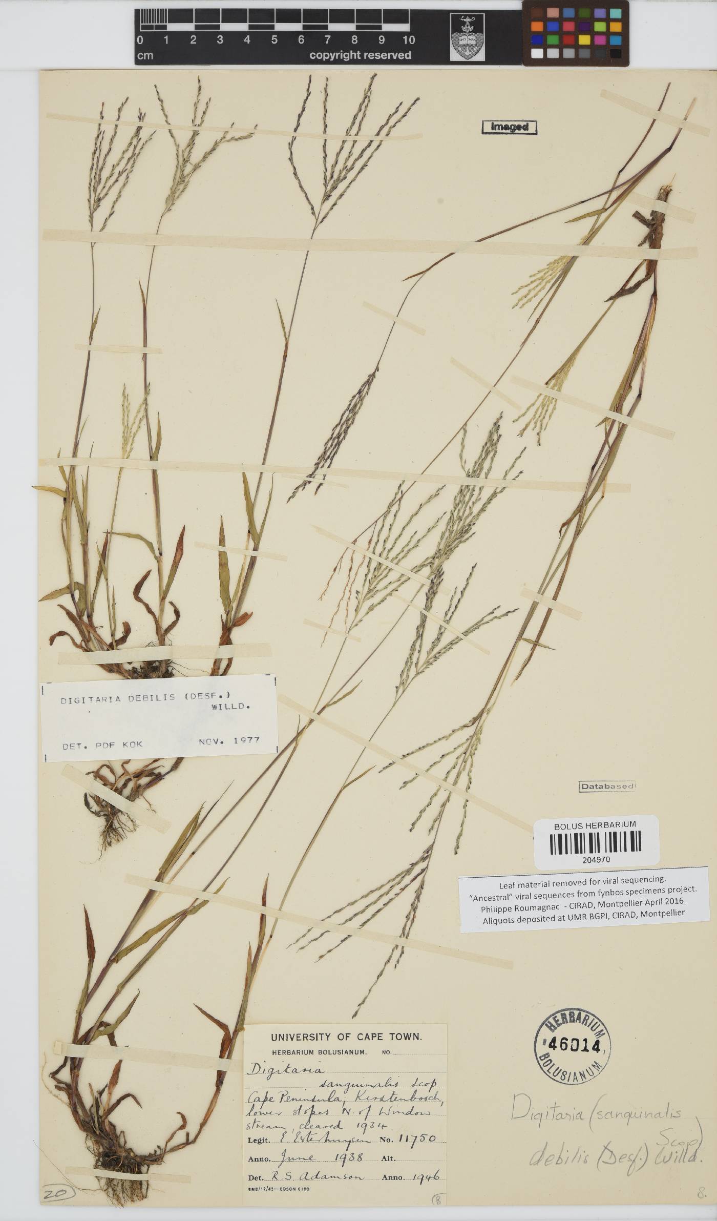 Digitaria debilis image
