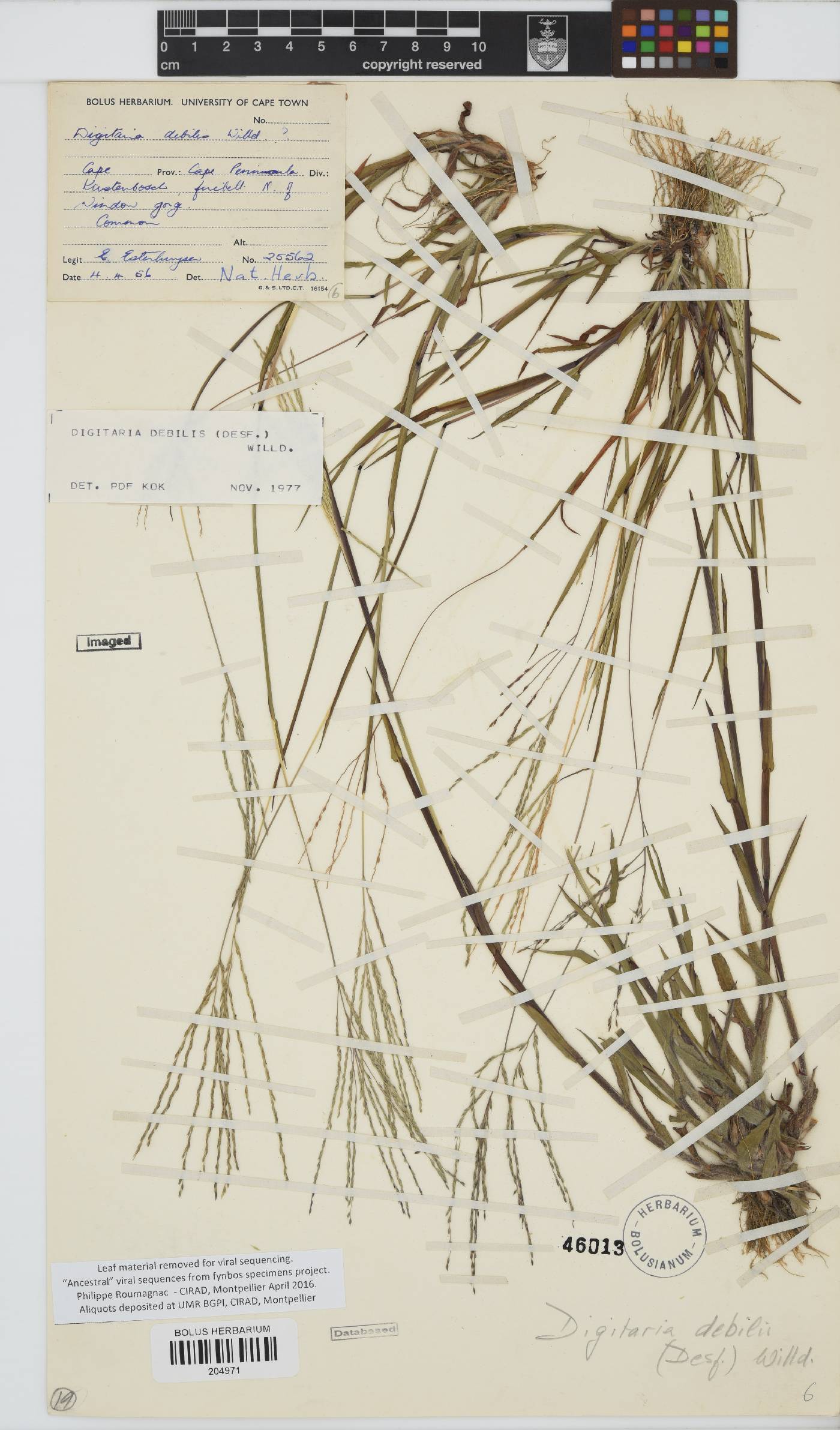 Digitaria debilis image