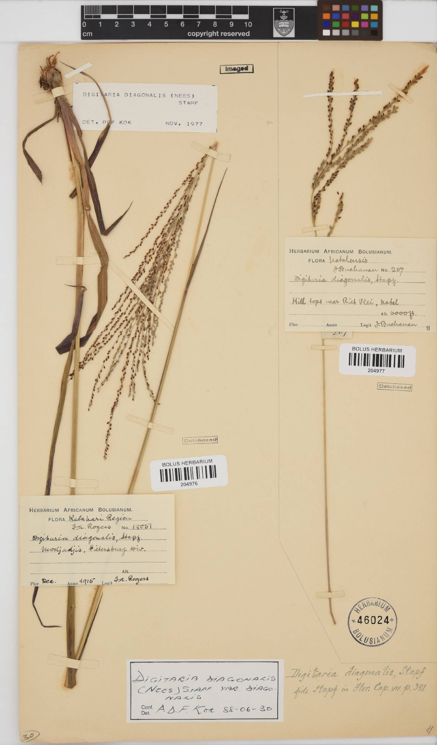 Digitaria image