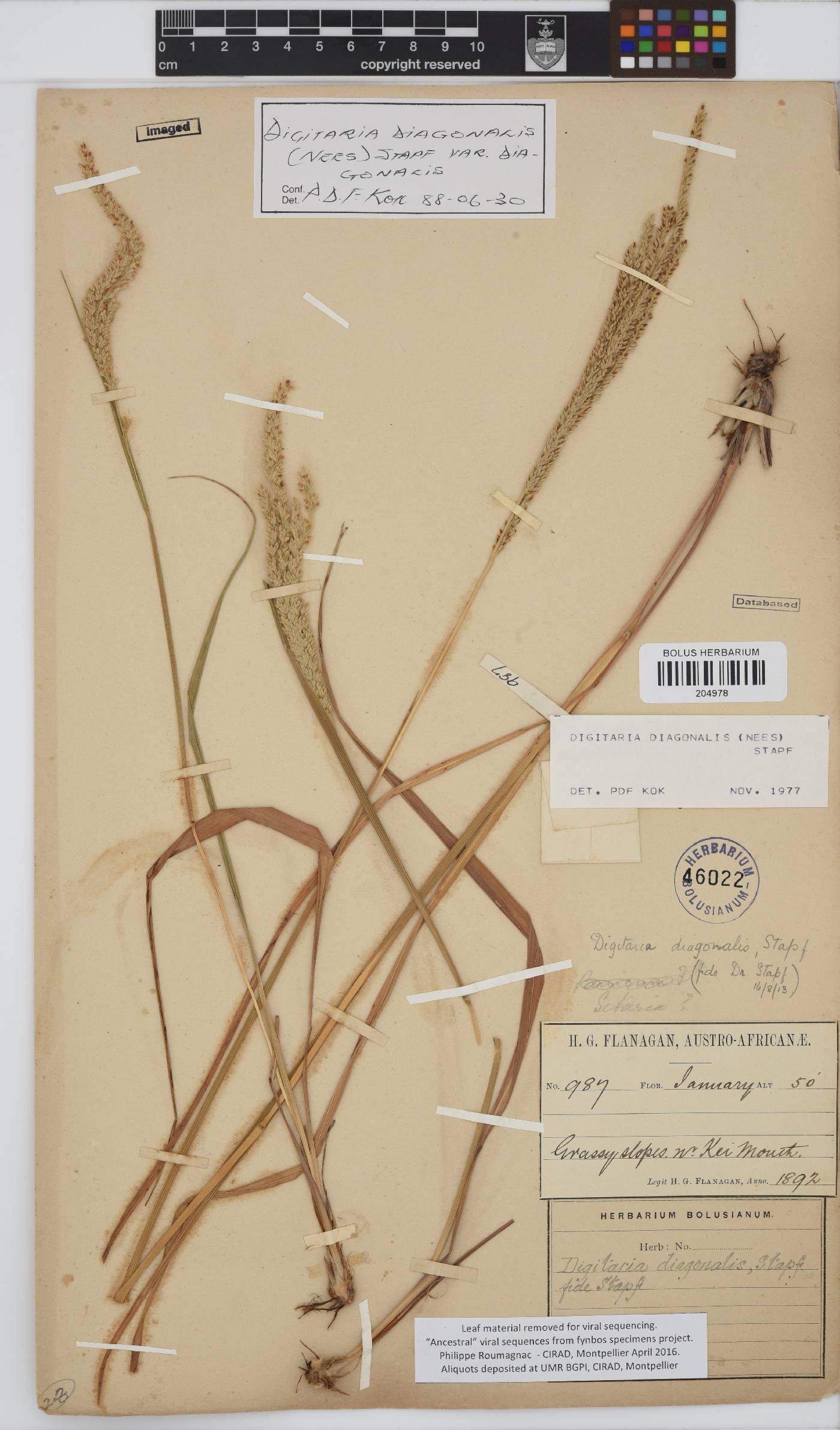Digitaria diagonalis image