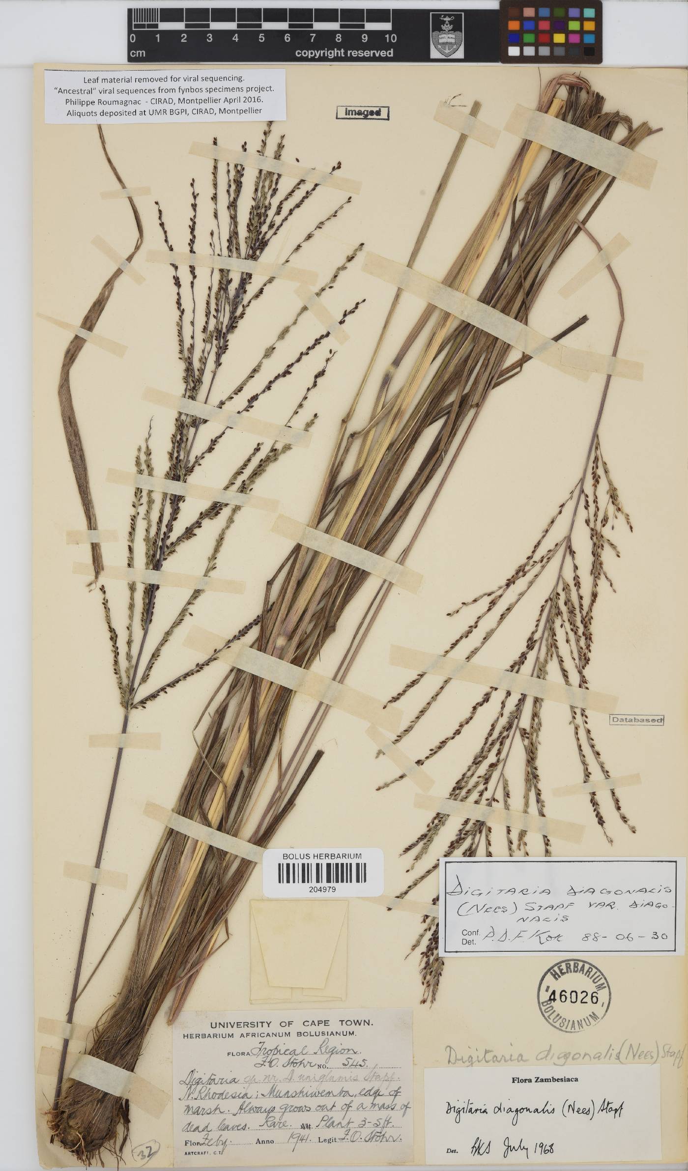 Digitaria diagonalis image