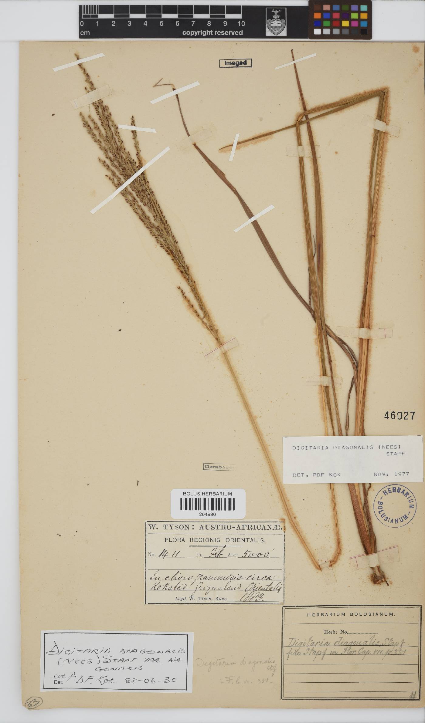 Digitaria diagonalis image