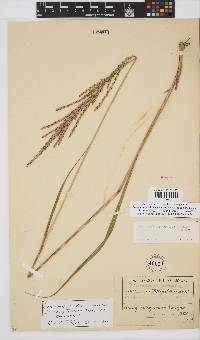 Digitaria diagonalis image