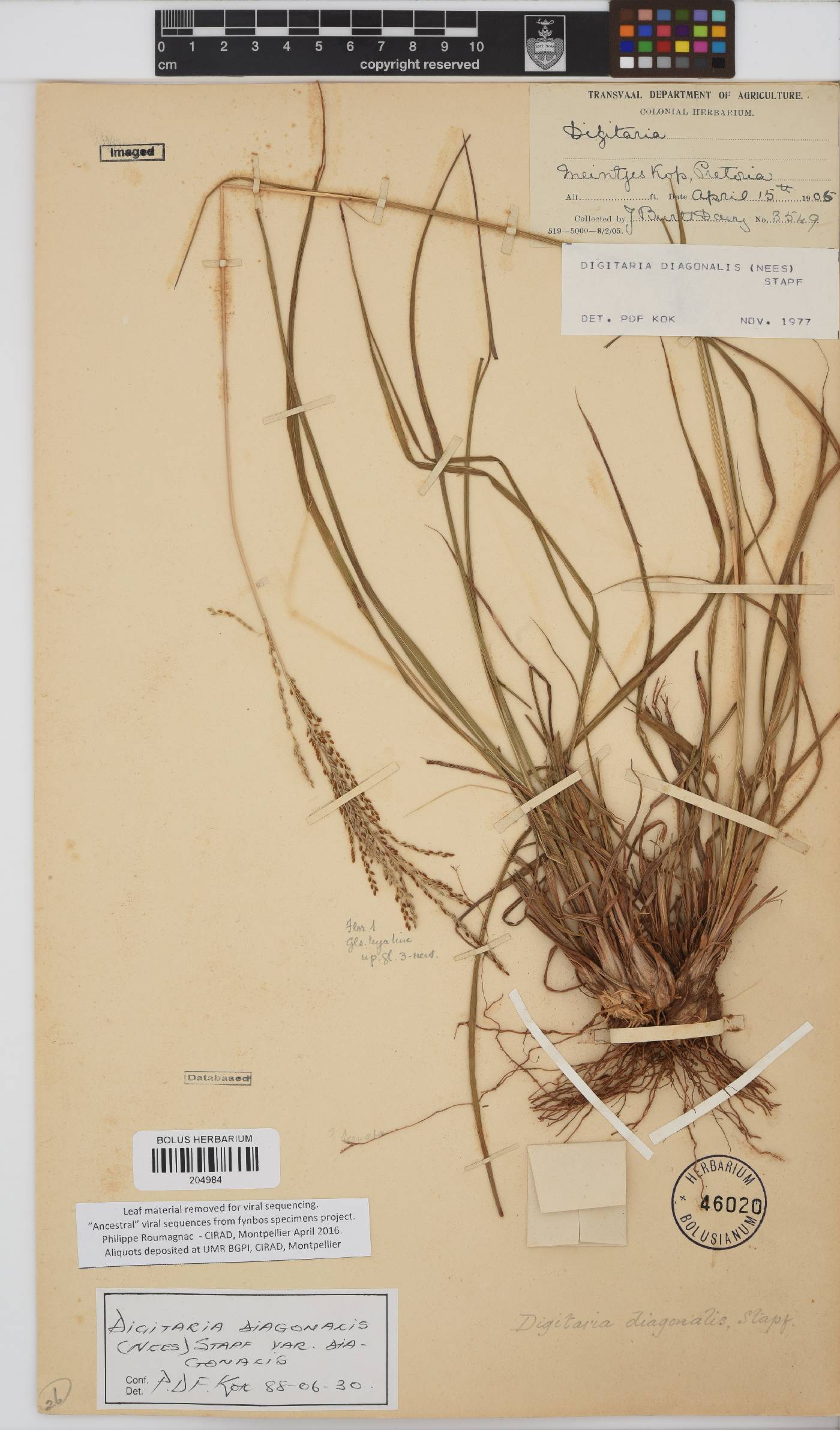 Digitaria diagonalis image