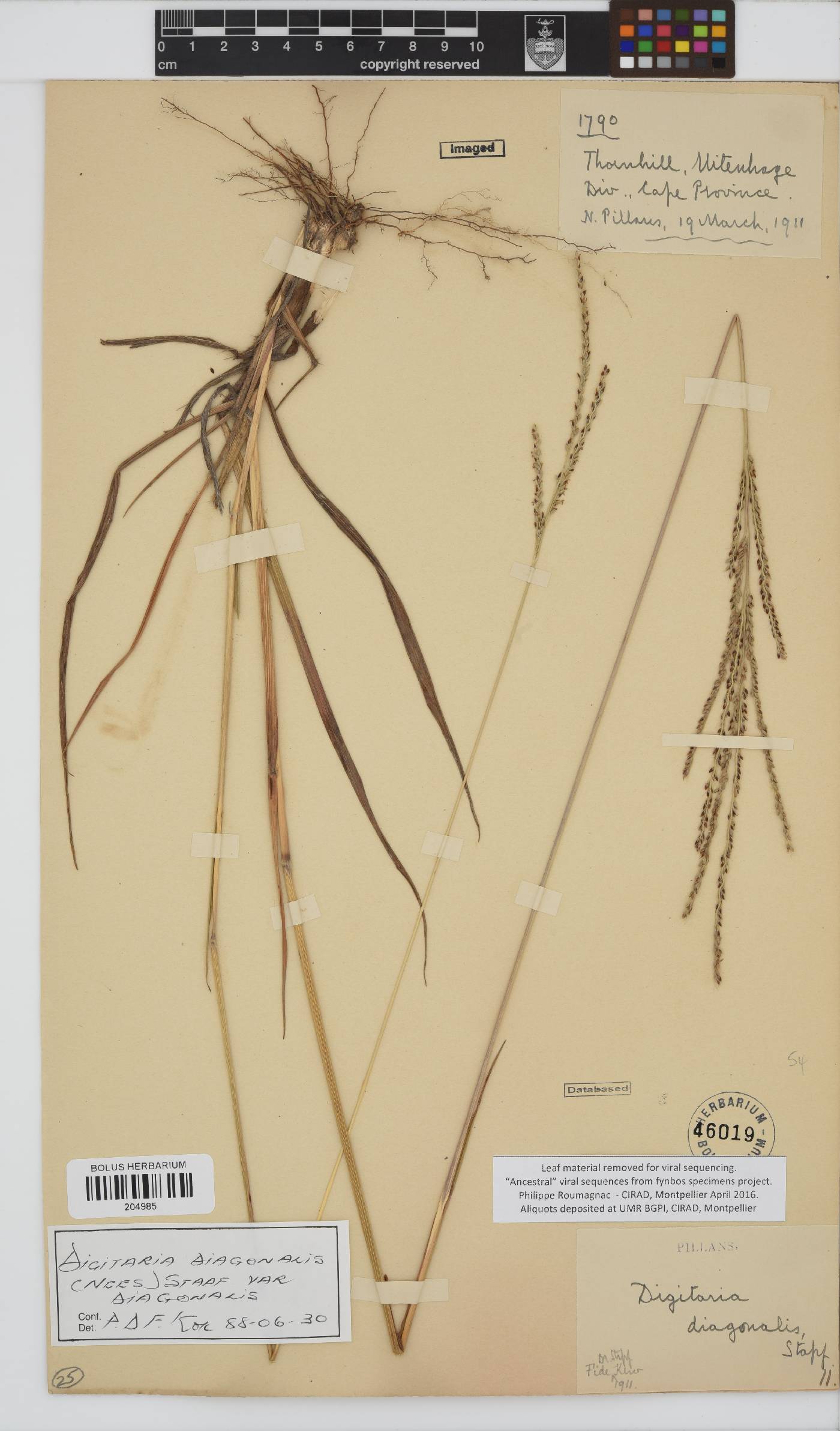 Digitaria image