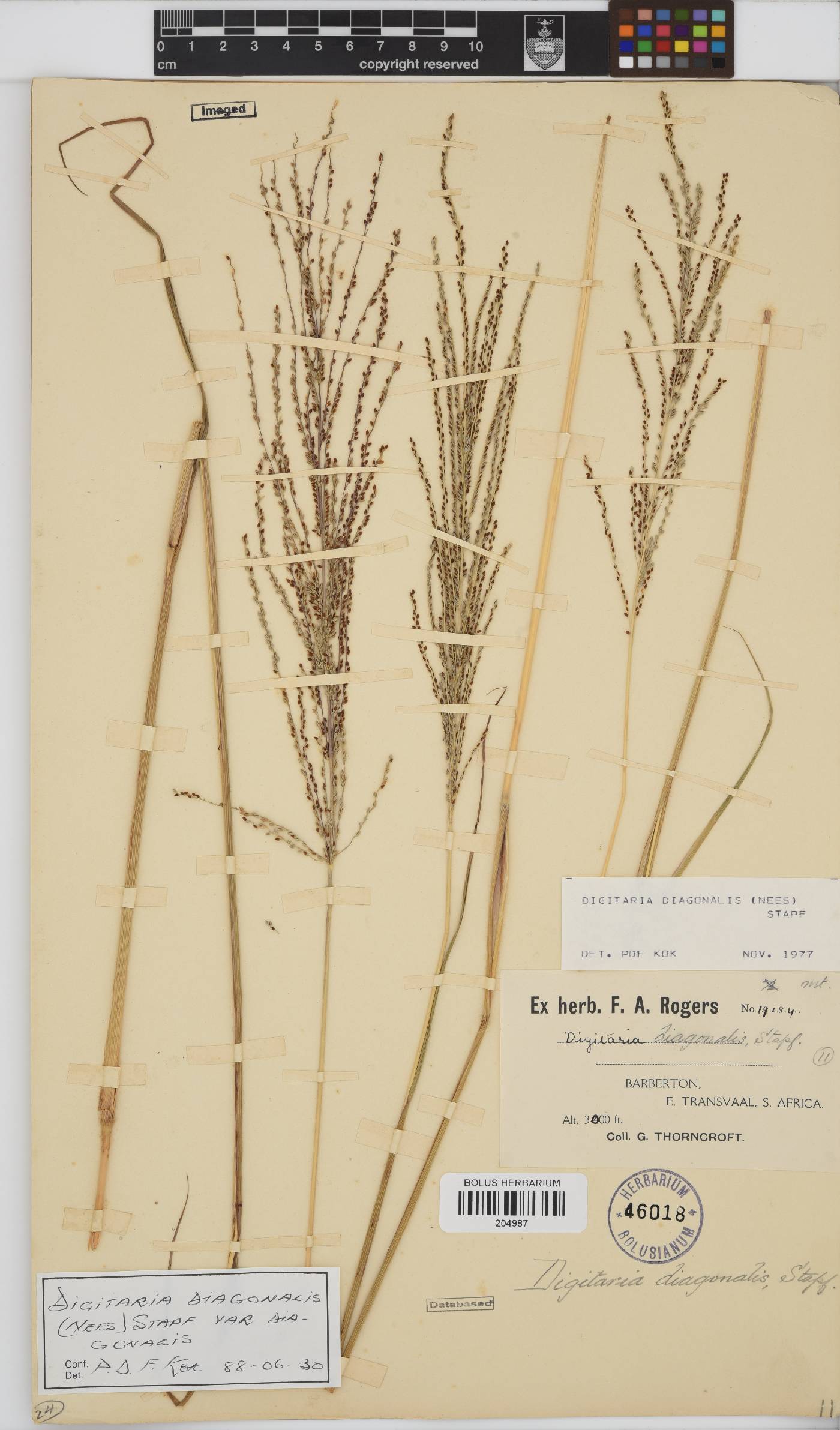 Digitaria diagonalis image