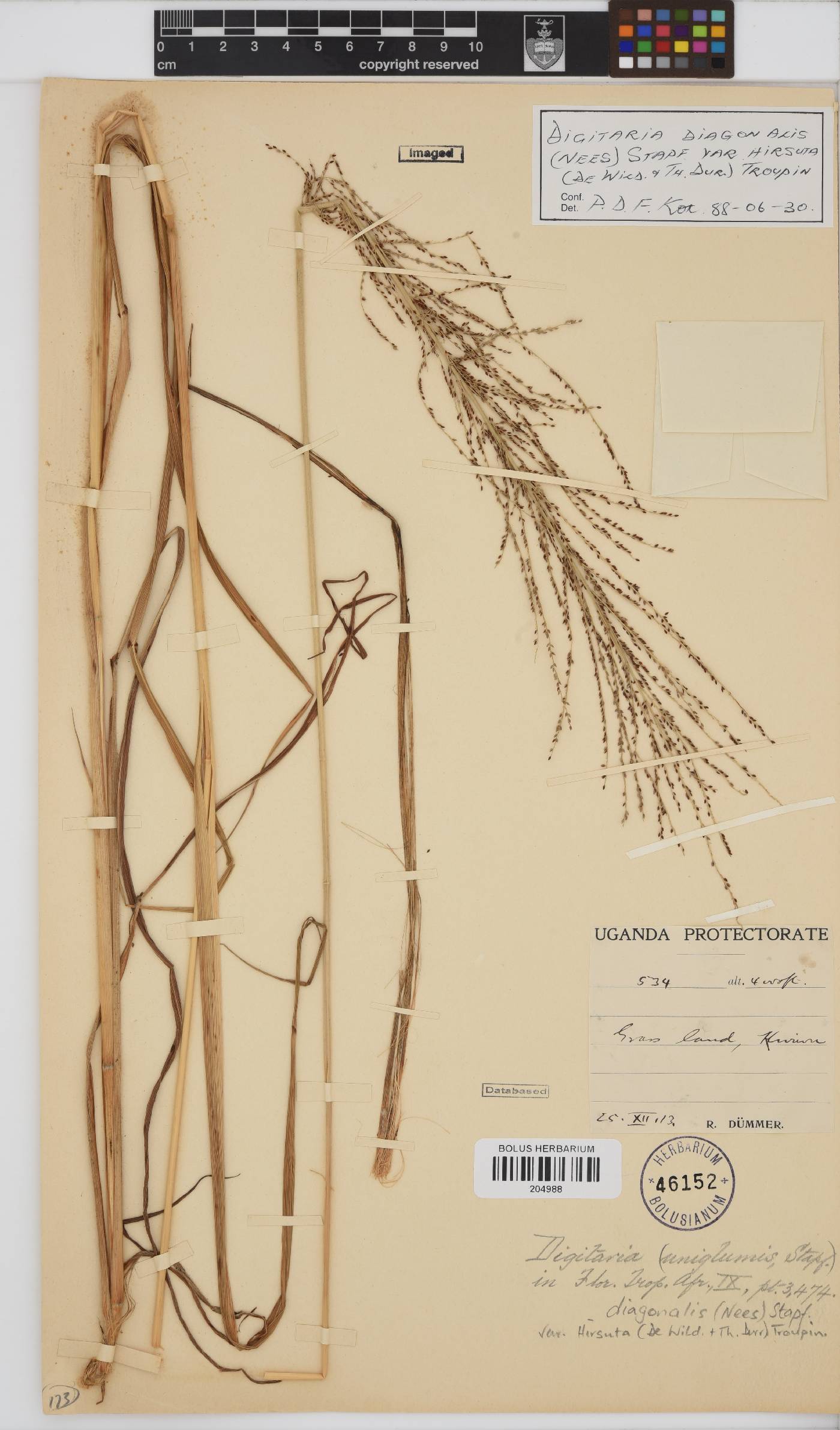 Digitaria diagonalis image
