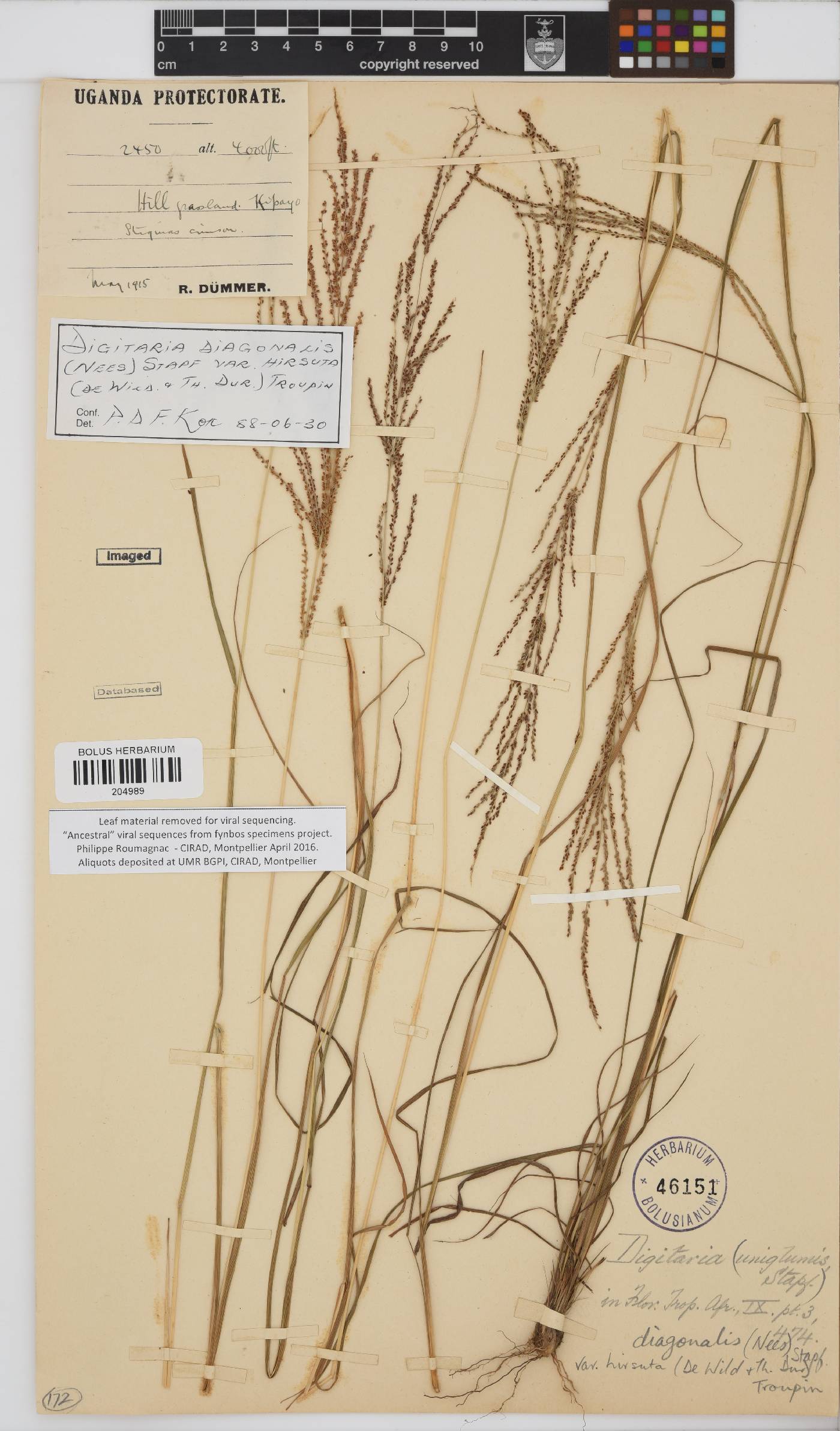 Digitaria diagonalis image