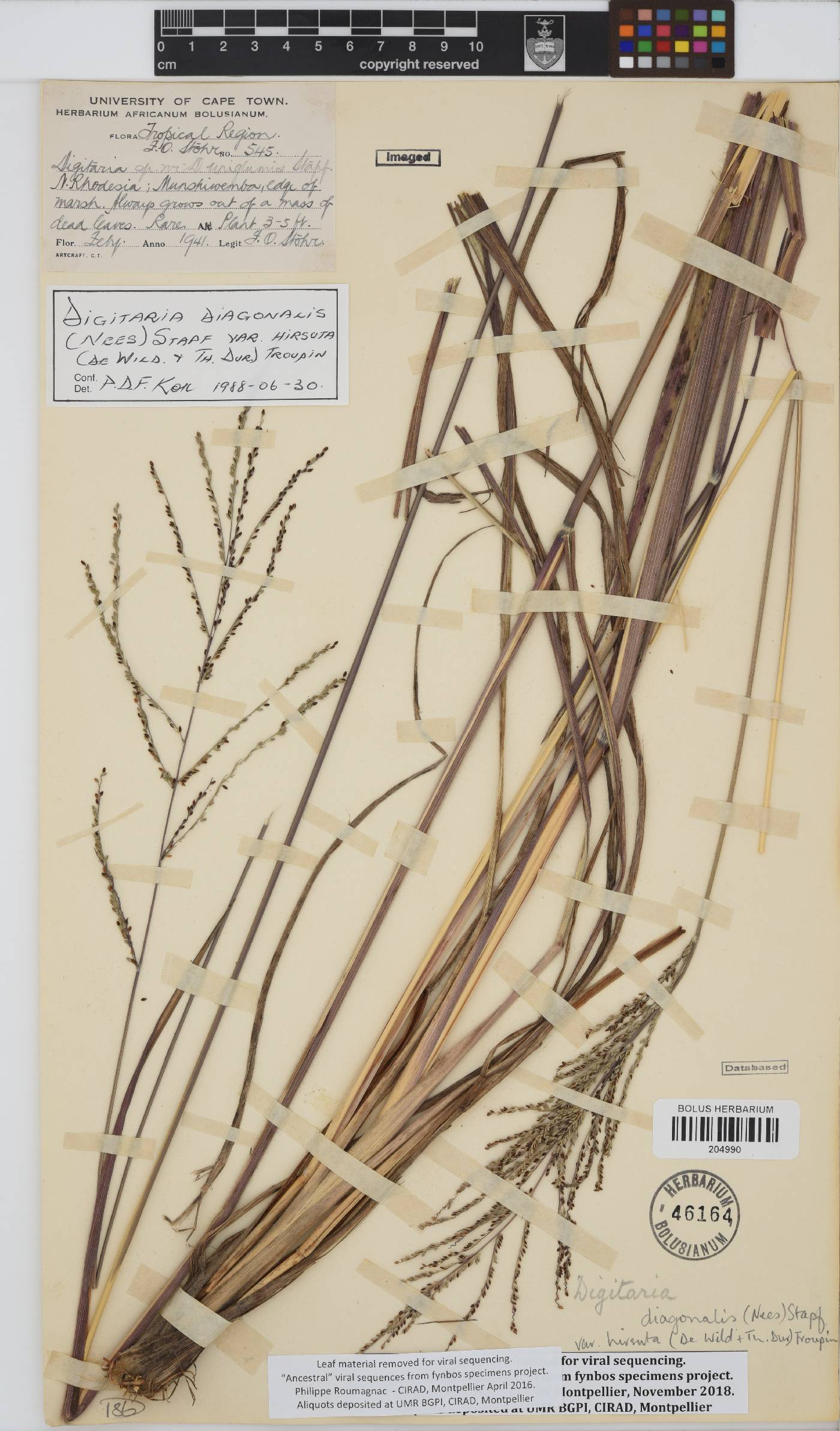 Digitaria diagonalis image