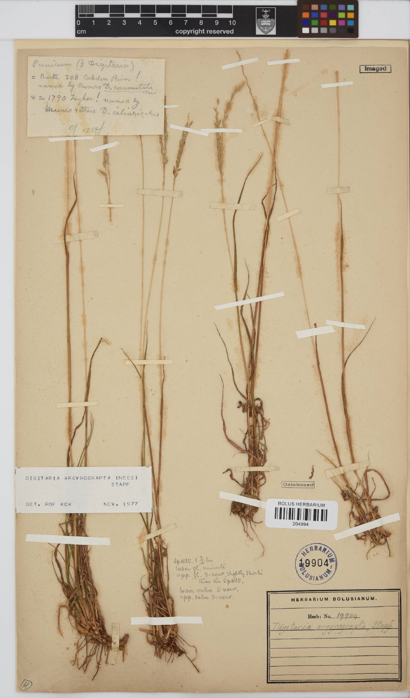 Digitaria argyrograpta image
