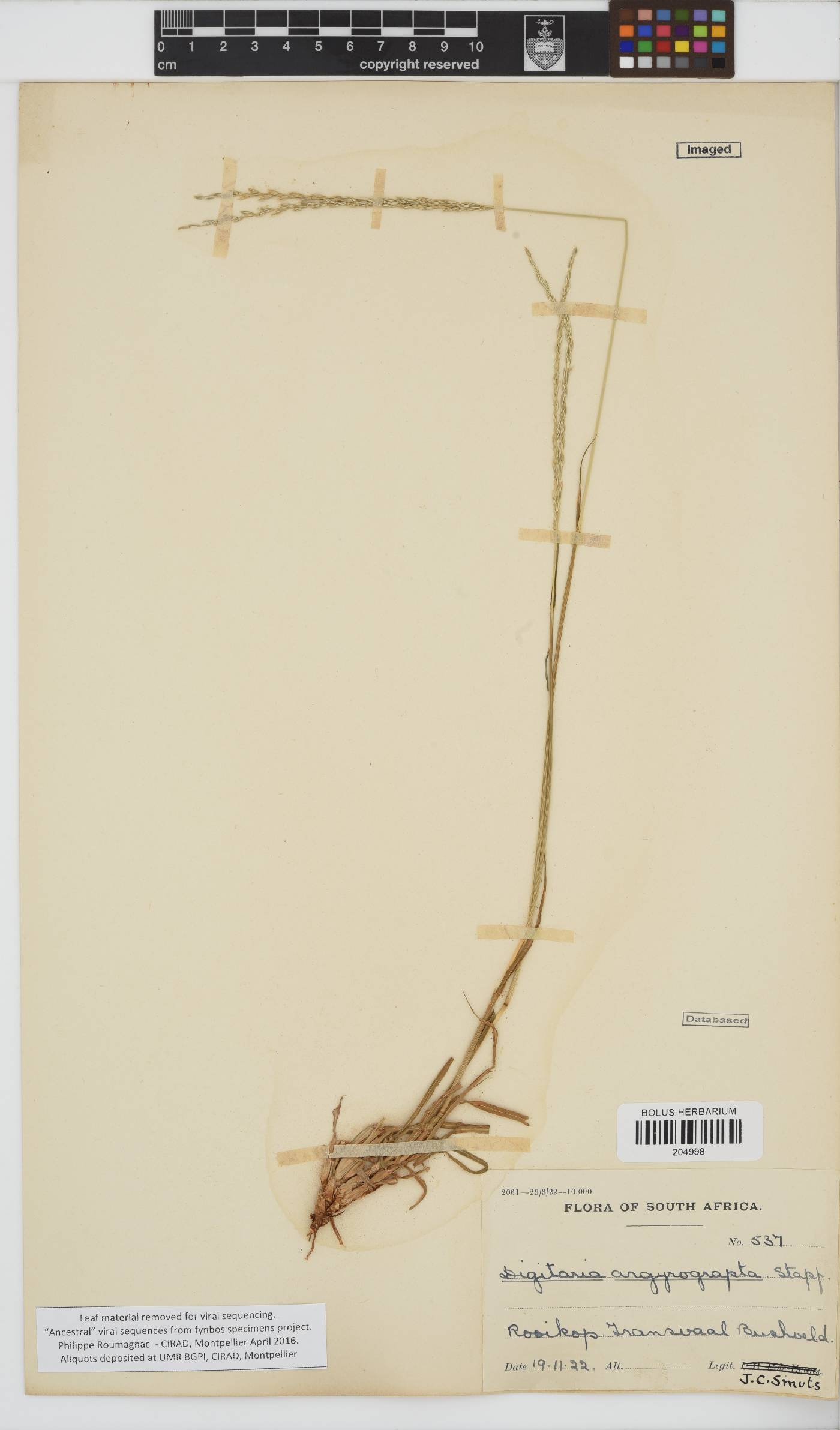 Digitaria argyrograpta image