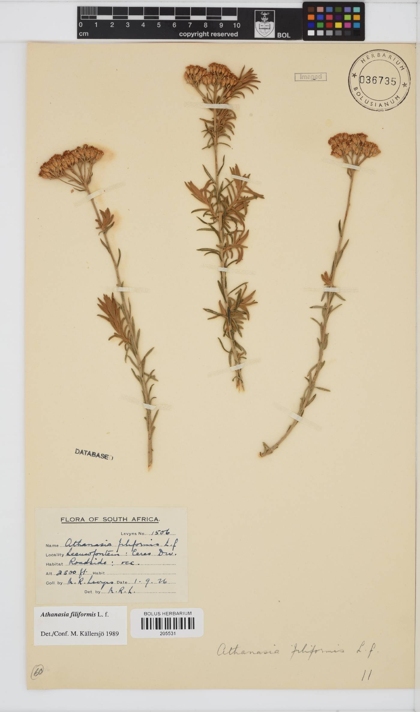 Athanasia filiformis image