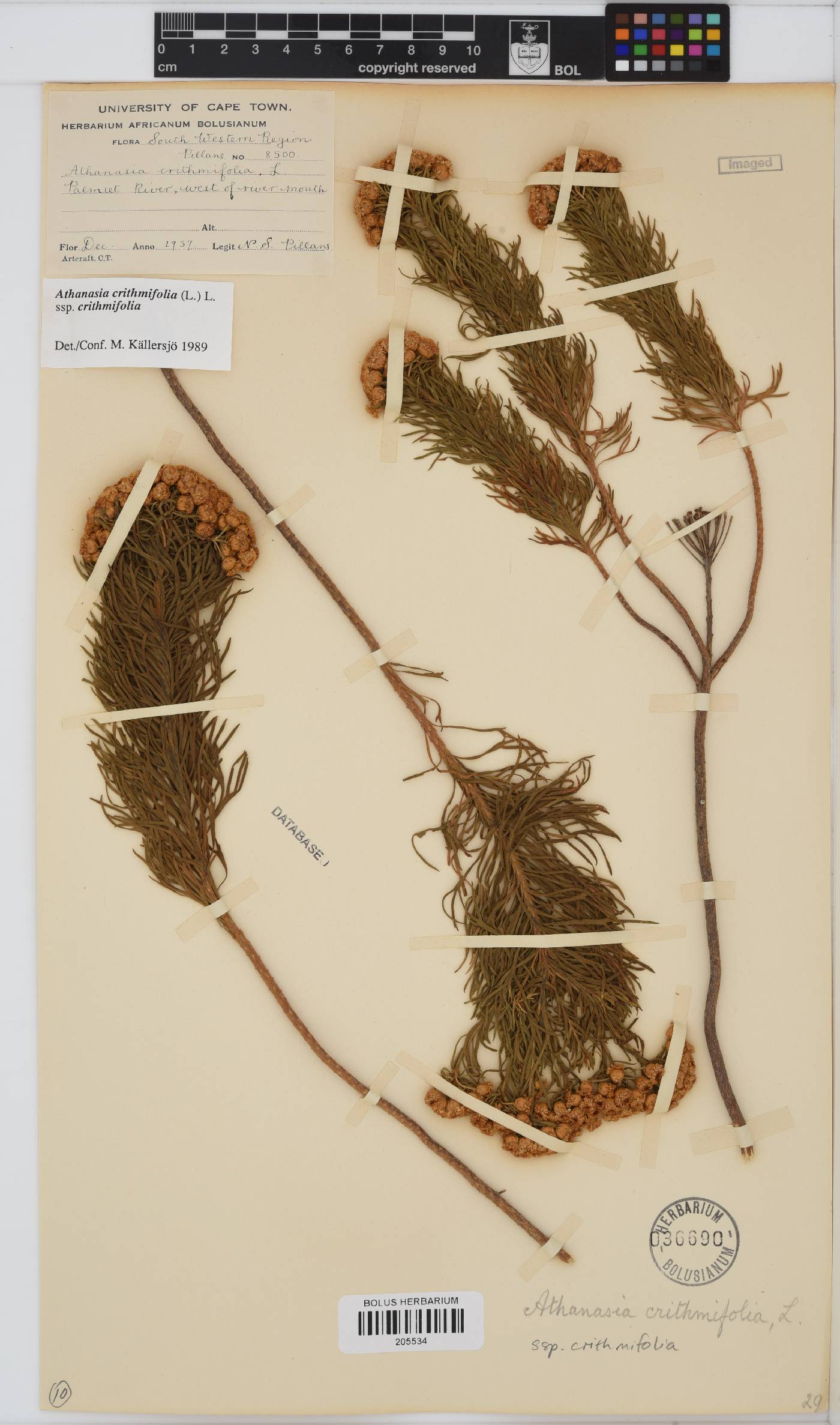 Athanasia crithmifolia image