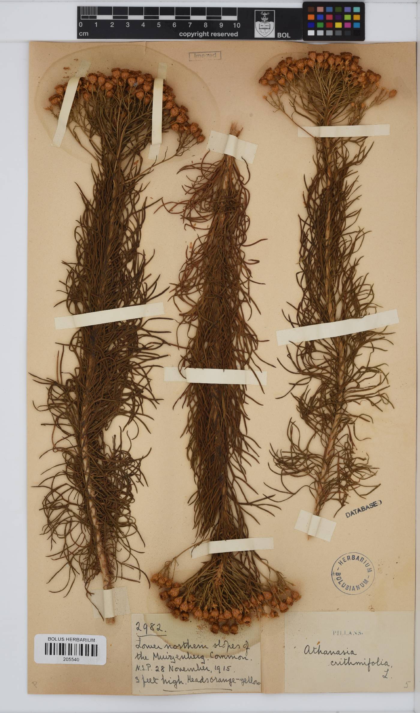 Athanasia crithmifolia subsp. crithmifolia image