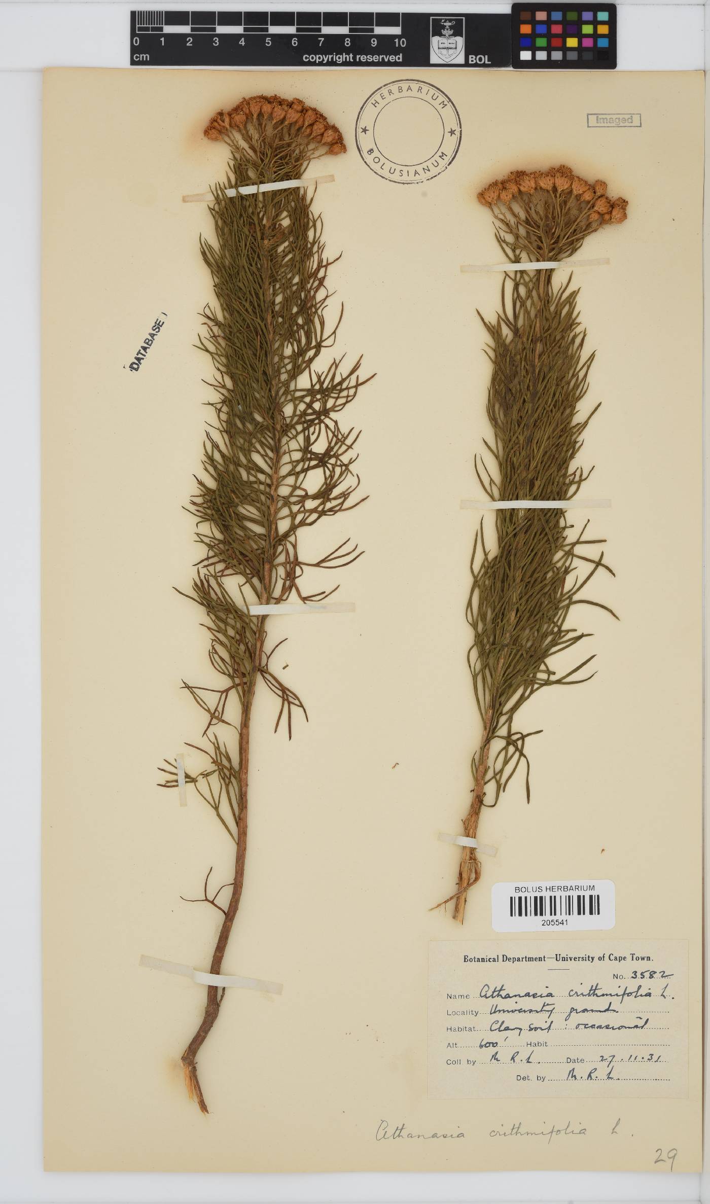 Athanasia crithmifolia subsp. crithmifolia image