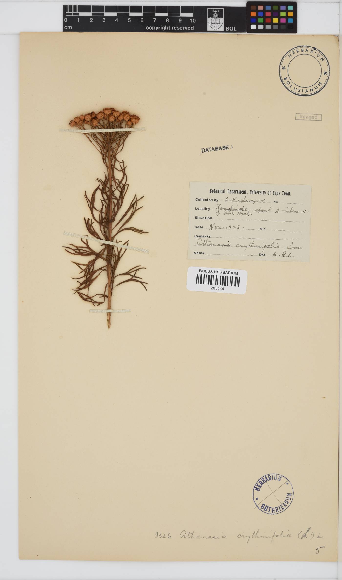 Athanasia crithmifolia subsp. crithmifolia image