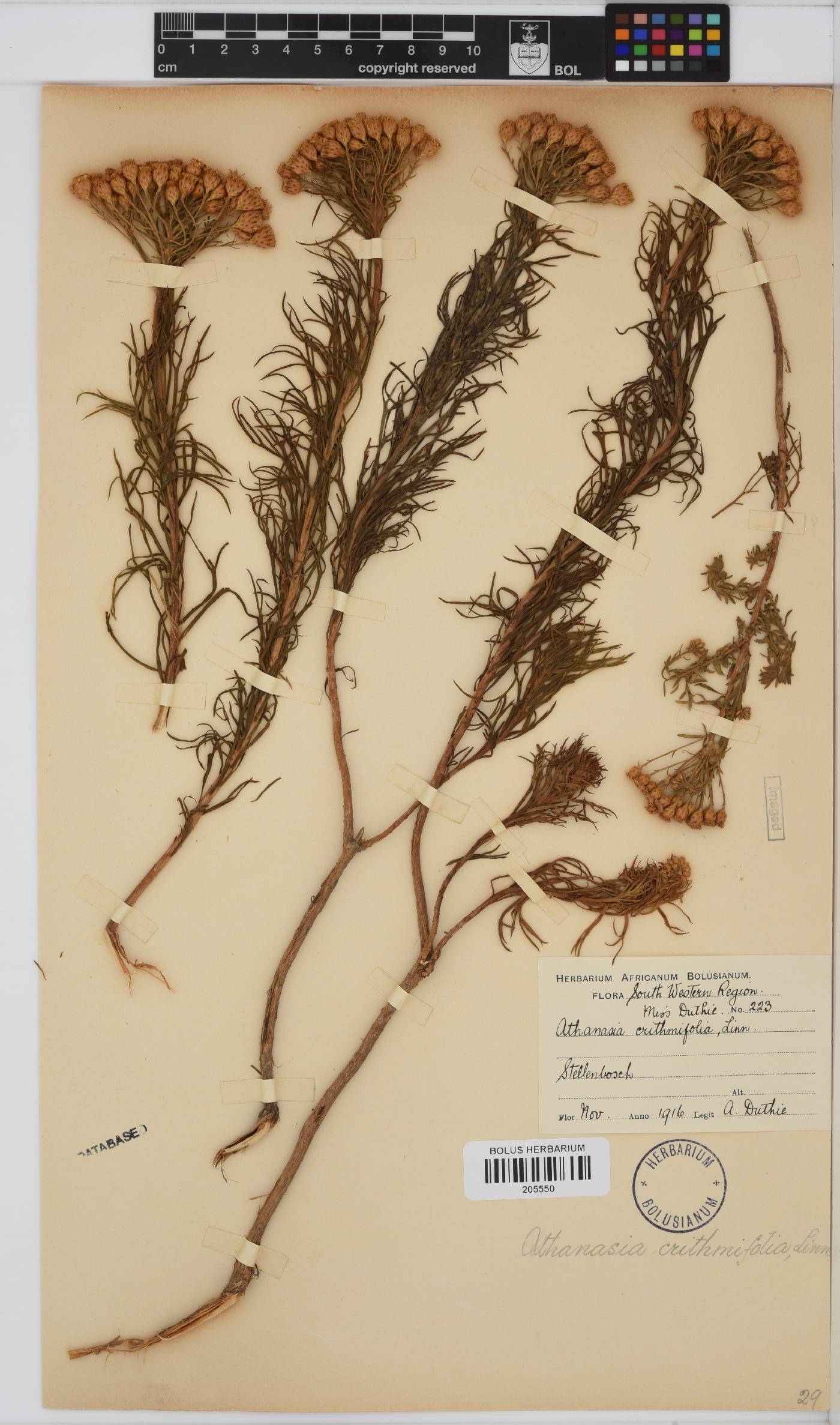 Athanasia crithmifolia image