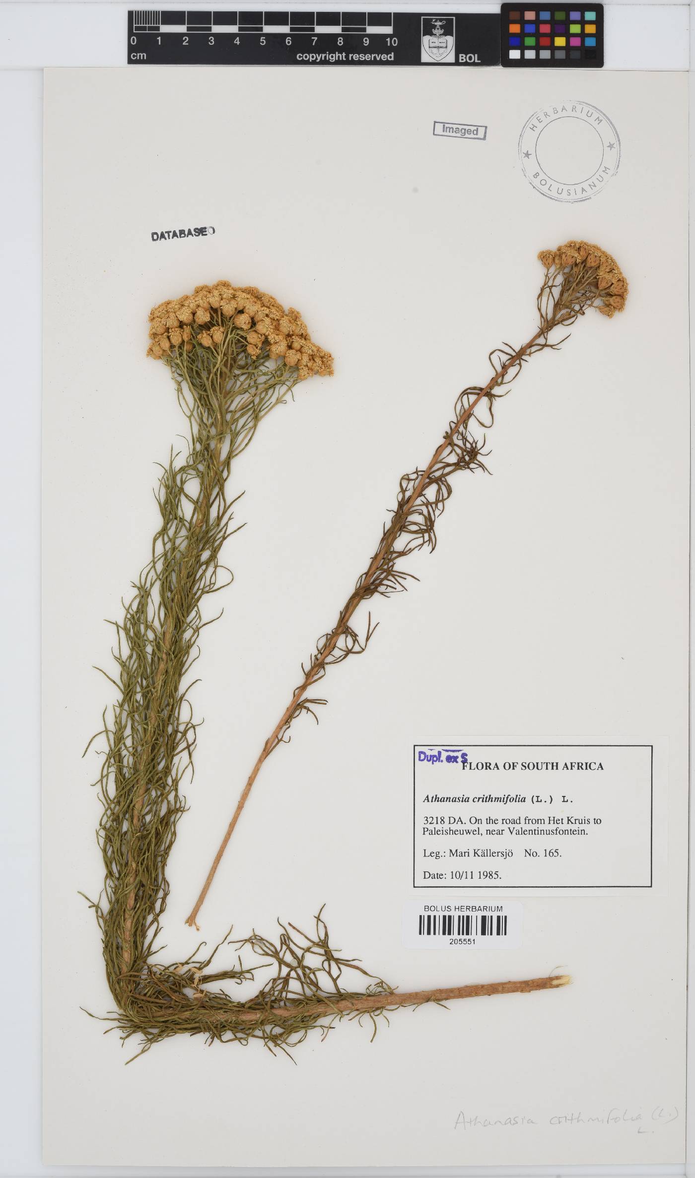 Athanasia crithmifolia subsp. crithmifolia image